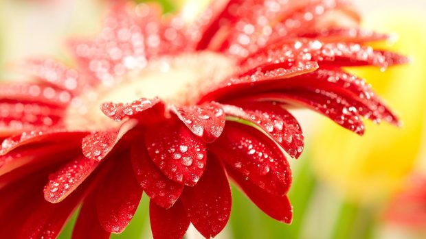 Picture amazing red flower download.