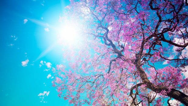 Spring Blossom Sunshine 1366x768.