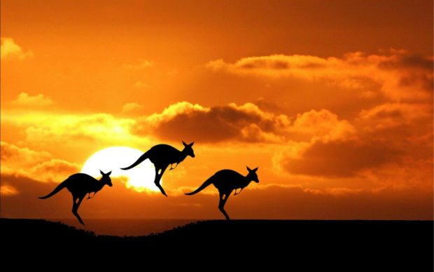 Sunset time kangaroo jump amazing Images.