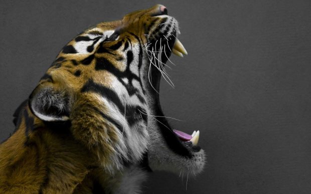 Tiger 3d awesome photo full hd free pictures.