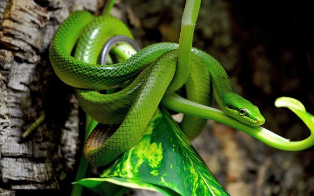 Viper Snake Background Download Free.