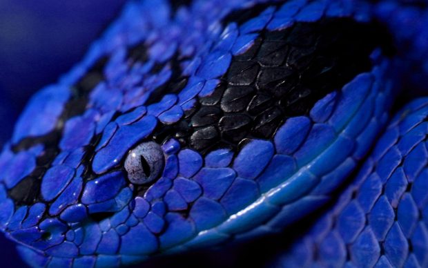 Viper Snake Background Free Download.