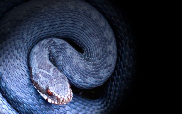 Viper Snake Background HD.