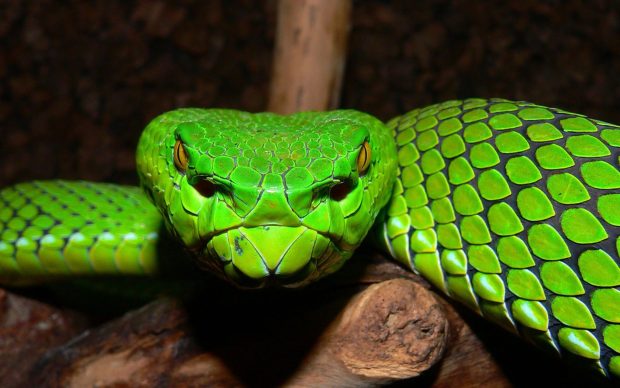 Viper Snake HD Wallpaper.