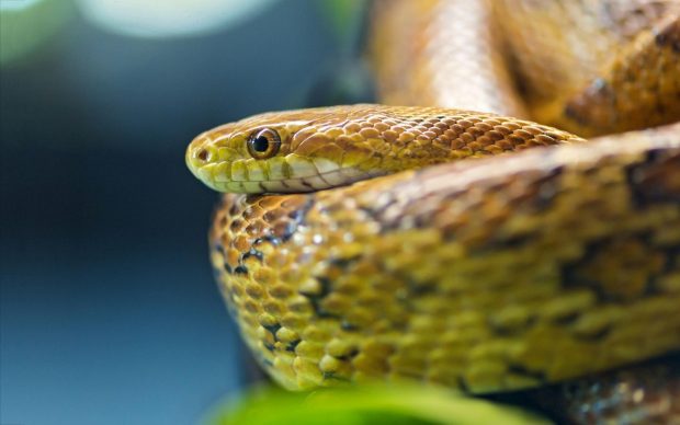 Viper Snake Image Download Free.