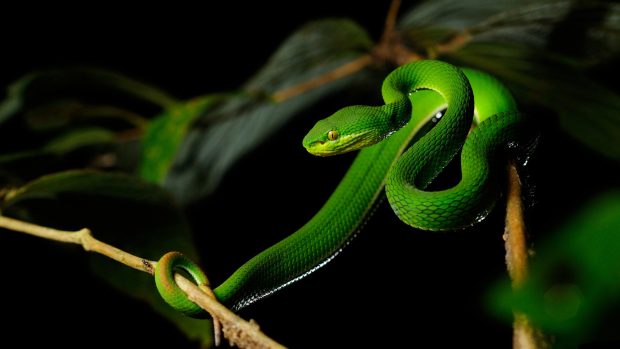 Viper Snake Image Free Download.