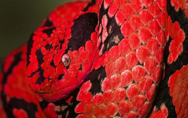 Viper Snake Picture Free Download.