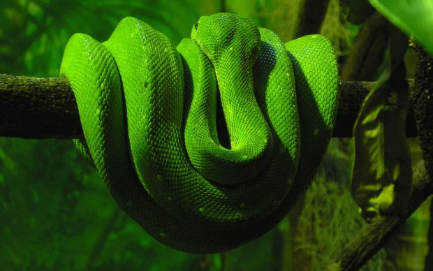 Viper Snake Picture HD.