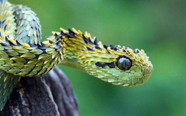Viper Snake Wallpaper.