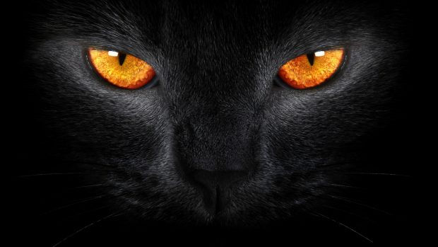 Warrior Cats Desktop Wallpaper Free.