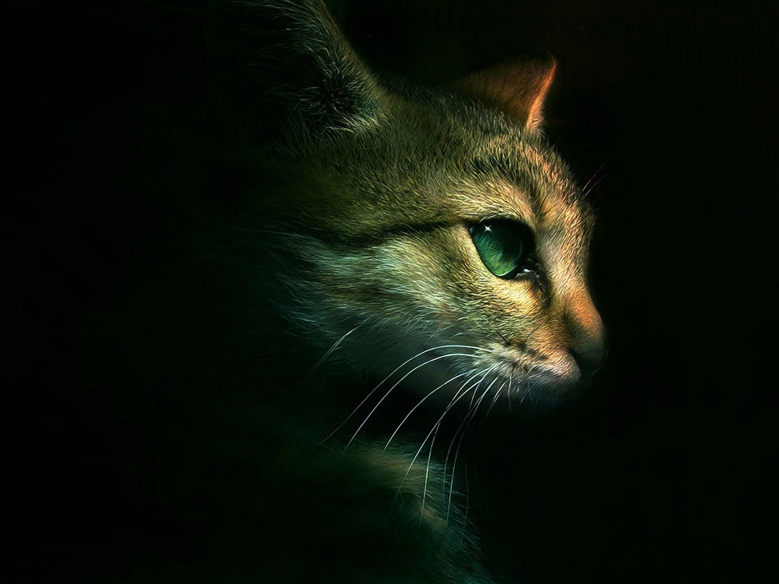 Download Free Warrior Cats Backgrounds 