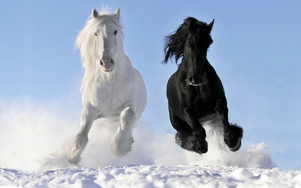 White And Black Horse Wallpaper.