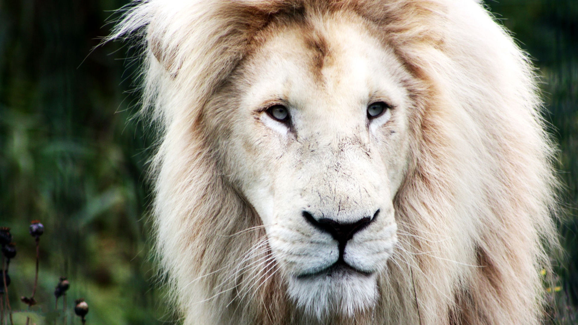 Download Free White Lion Backgrounds 