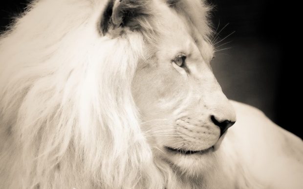 White Lion Backgrounds.