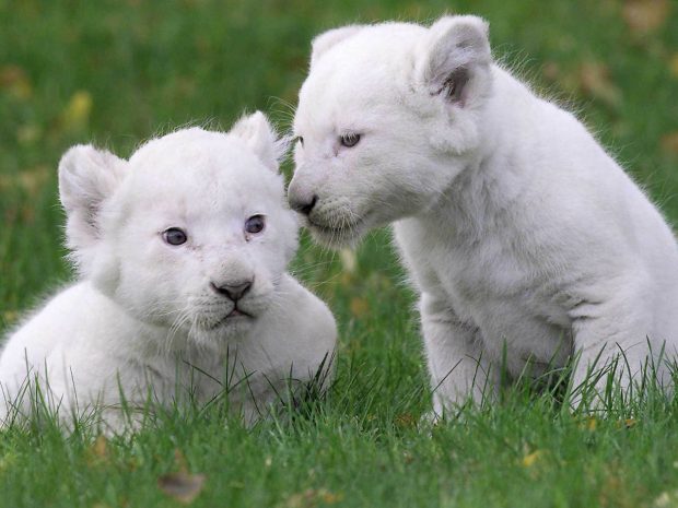 White Lion Backgrounds HD.