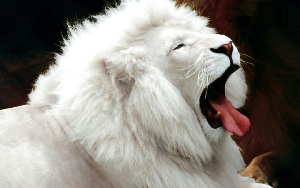 White Lion Desktop Backgrounds.