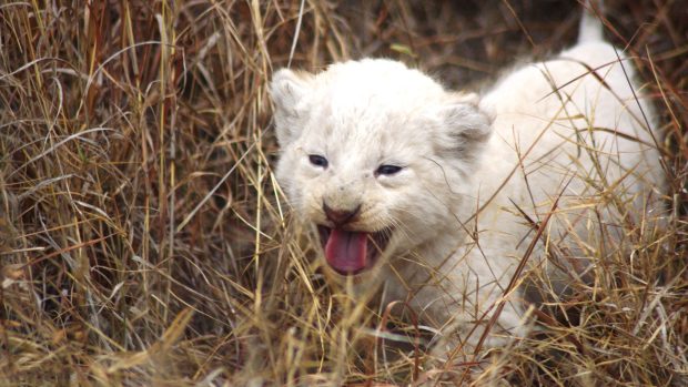 White Lion HD Image.