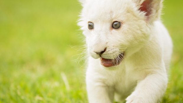 White Lion HD Images.