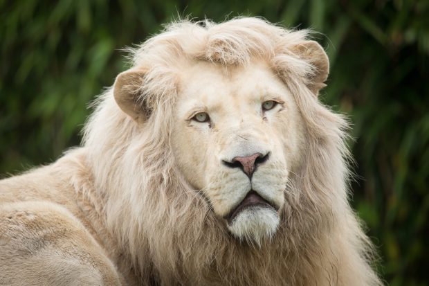 White Lion HD Photo.