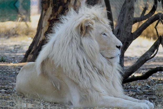 White Lion HD Photos.