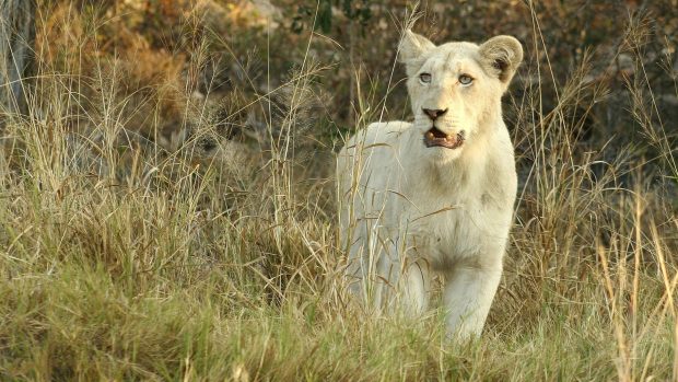 White Lion HD Picture.