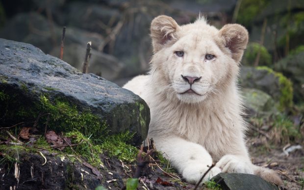 White Lion HD Pictures.
