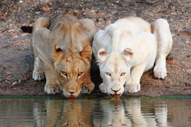 White Lion HD Wallpapers.