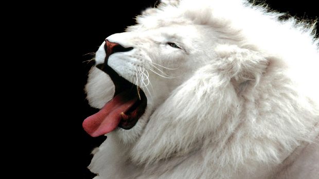 White Lion Image HD.