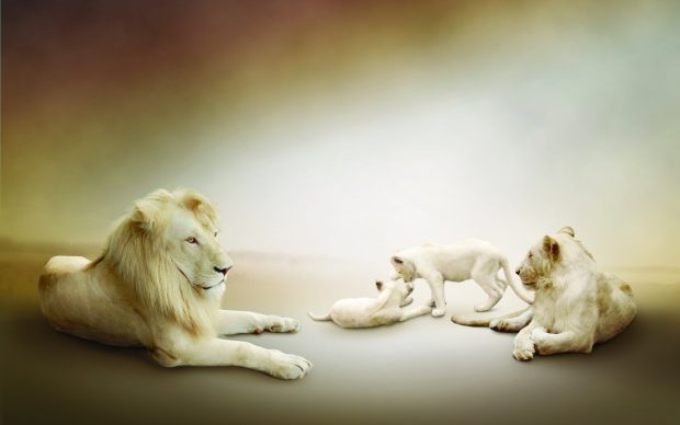 White Lion Images HD.