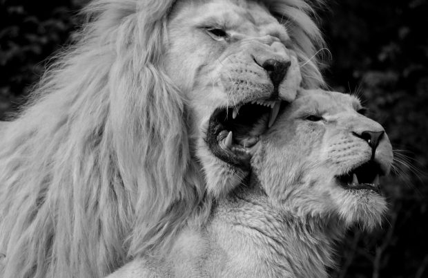 White Lion Photo.