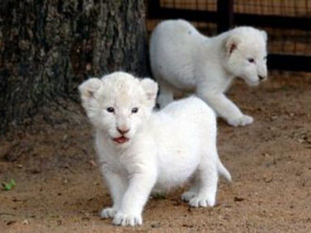 White Lion Photo HD.