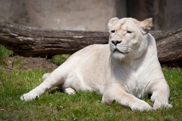 White Lion Photos HD.