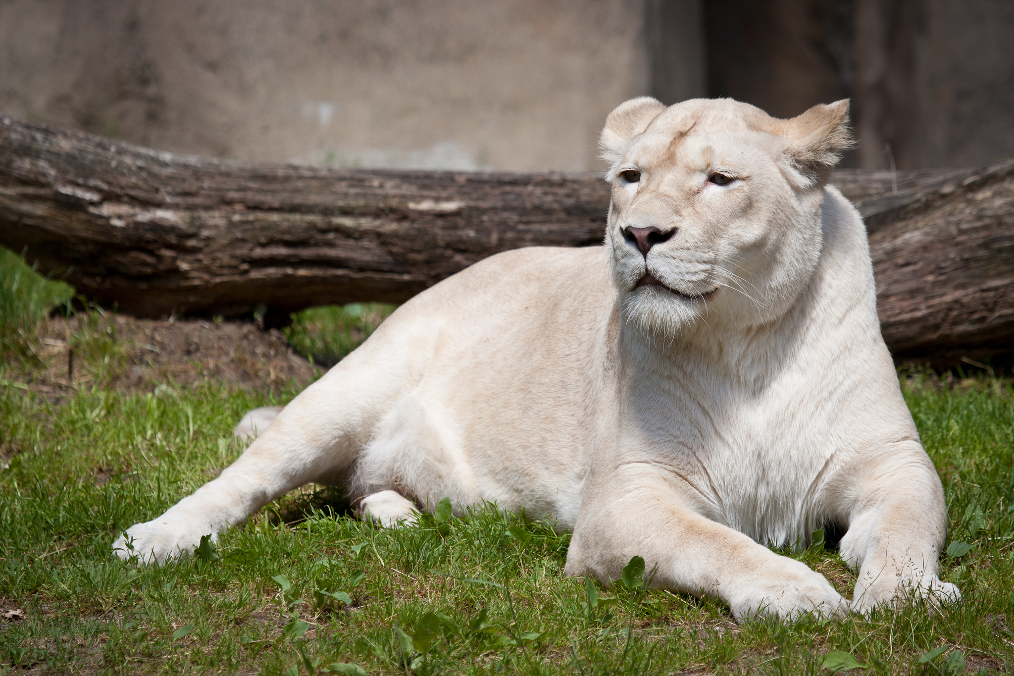 White Lion Backgrounds HD | PixelsTalk.Net2048 x 1365