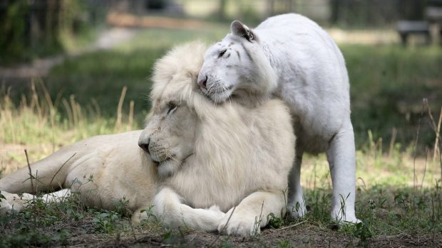 White Lion Picture.