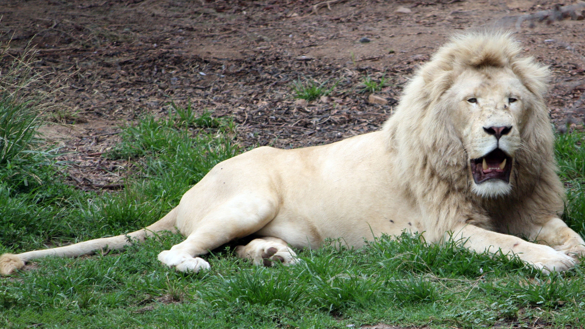 HD White Lion Wallpapers