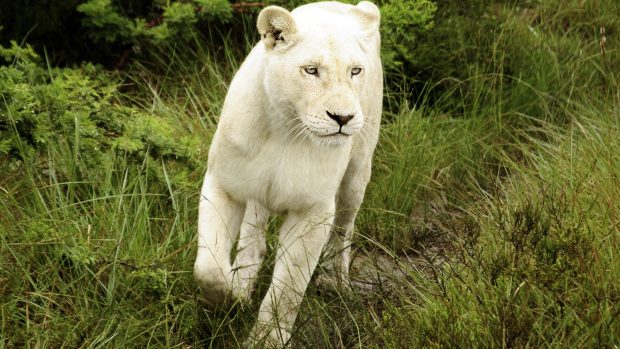 White Lion Pictures HD.