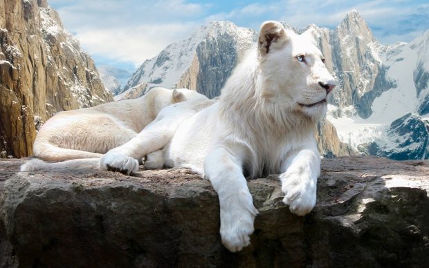 White Lion Wallpaper.