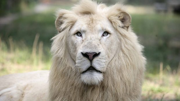 White Lion Wallpaper HD.