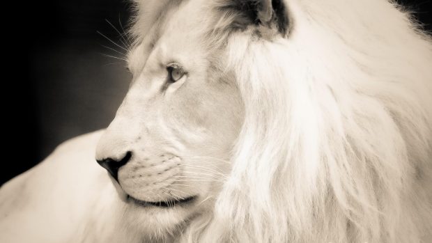 White Lion Wallpapers.