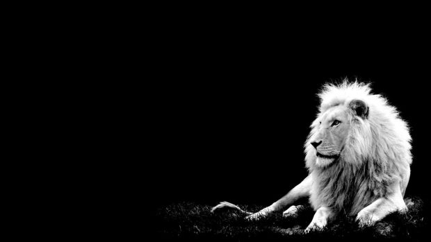 White Lion Wallpapers HD.
