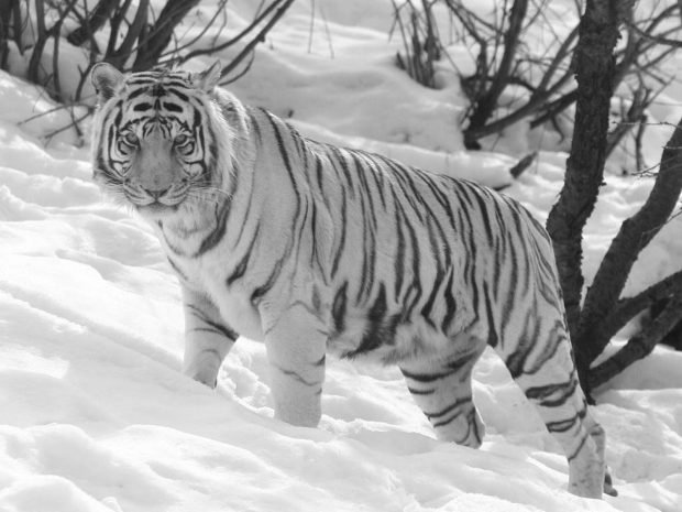 White Tiger Background Free Download.