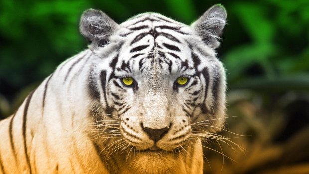 White Tiger Desktop Wallpapers.