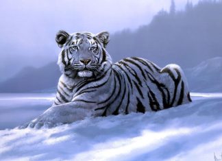 White Tiger HD Background.
