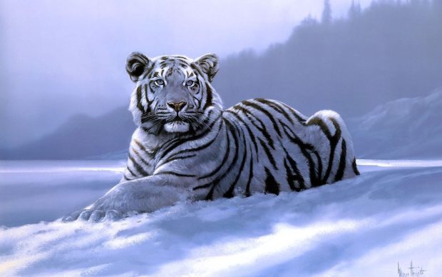 White Tiger HD Background.