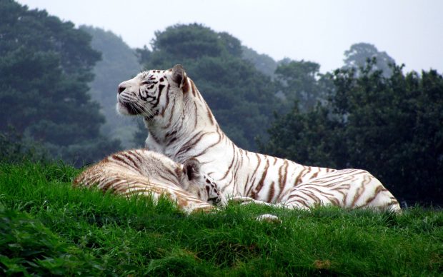 White Tiger HD Backgrounds.
