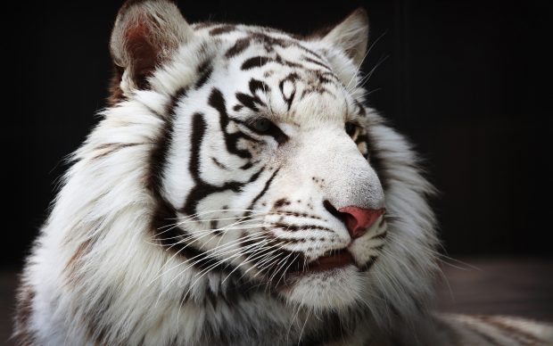 White Tiger HD Image.