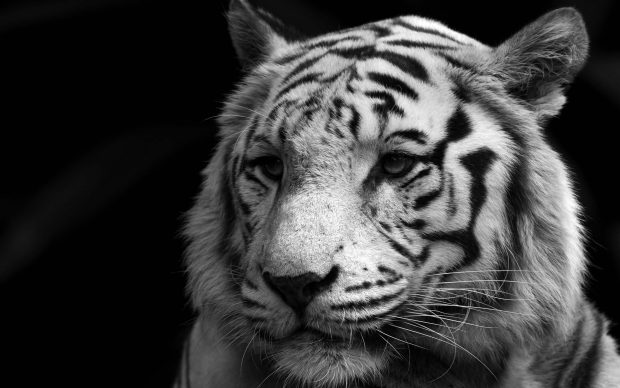 White Tiger HD Photo.