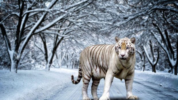 White Tiger HD Pictures.