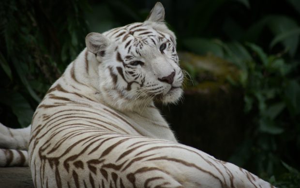 White Tiger Image Free Download.