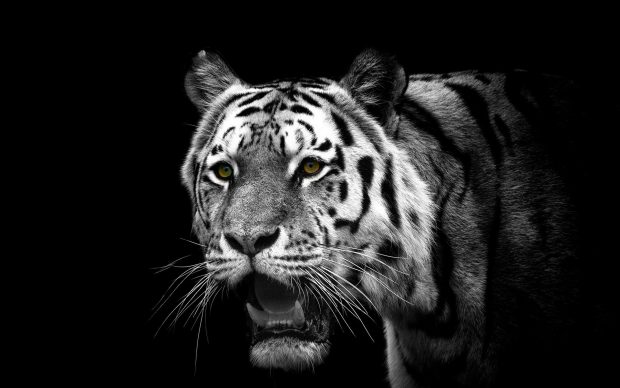 White Tiger Image HD.
